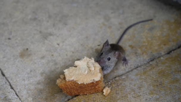 Το ποντίκι σπίτι είναι ένα μικρό θηλαστικό της τάξης Rodentia, χαρακτηριστικά έχοντας ένα μυτερό ρύγχος, μεγάλα στρογγυλεμένα αυτιά, και μια μακρά και τριχωτή ουρά. Είναι ένα από τα πιο άφθονα είδη του γένους Mus. - Πλάνα, βίντεο