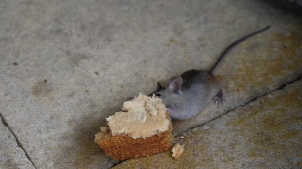 Domácí myš je malý savec řádu Rodentia, typicky se špičatým čenichem, velkýma kulatýma ušima a dlouhým a chlupatým ocasem. Je to jeden z nejhojnějších druhů rodu Mus. - Záběry, video