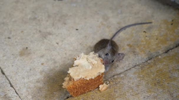 Домашняя мышь является мелким млекопитающим порядка Rodentia, характерно имеющим острый нос, большие округлые уши и длинный и волосатый хвост. Это один из самых распространенных видов рода Mus. - Кадры, видео