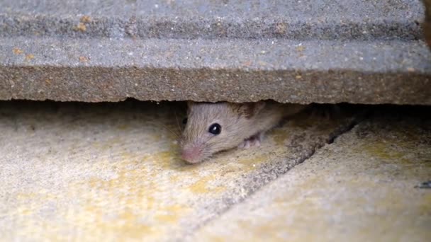 La souris domestique est un petit mammifère de l'ordre des Rodentia, caractérisé par un museau pointu, de grandes oreilles arrondies et une queue longue et poilue. C'est l'une des espèces les plus abondantes du genre Mus - Séquence, vidéo
