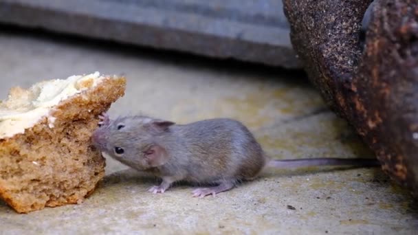 家のマウスはロデティアの小さな哺乳動物であり、特徴的には尖った鼻先、大きな丸みを帯びた耳、長い毛のある尾を持っている。これはMus属の中で最も豊富な種の一つである。 - 映像、動画