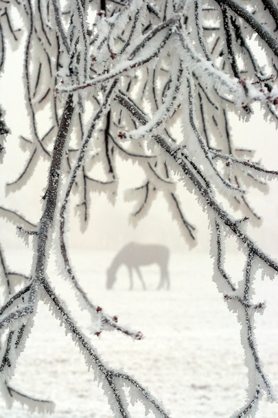Caballo en invierno
 - Foto, imagen