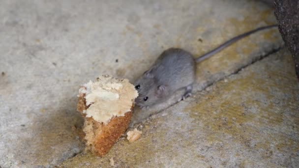 La souris domestique est un petit mammifère de l'ordre des Rodentia, caractérisé par un museau pointu, de grandes oreilles arrondies et une queue longue et poilue. C'est l'une des espèces les plus abondantes du genre Mus - Séquence, vidéo