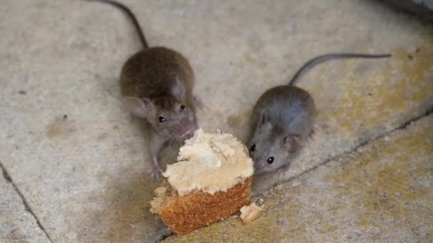 Το ποντίκι σπίτι είναι ένα μικρό θηλαστικό της τάξης Rodentia, χαρακτηριστικά έχοντας ένα μυτερό ρύγχος, μεγάλα στρογγυλεμένα αυτιά, και μια μακρά και τριχωτή ουρά. Είναι ένα από τα πιο άφθονα είδη του γένους Mus - Πλάνα, βίντεο