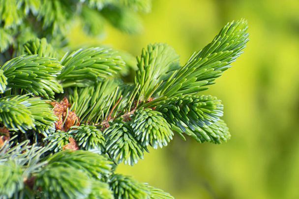 The branch of spruce with young flat needles on blurred yellow-green floral background  - Photo, Image