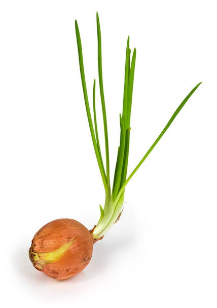 Die Zwiebelzwiebel aus dem letzten Jahr mit langen grünen jungen Trieben auf weißem Hintergrund - Foto, Bild