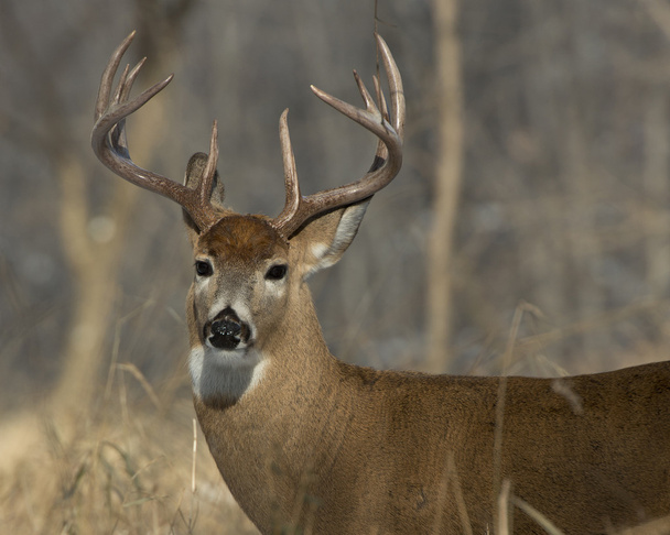 Whitetail Deer Buck - Photo, Image