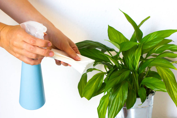 mano femenina sostiene una botella de spray azul para el riego y una calabaza de papel blanco para limpiar una flor casera verde polvo en casa sobre un fondo blanco. Plantas concepto de jardinería en casa
. - Foto, Imagen