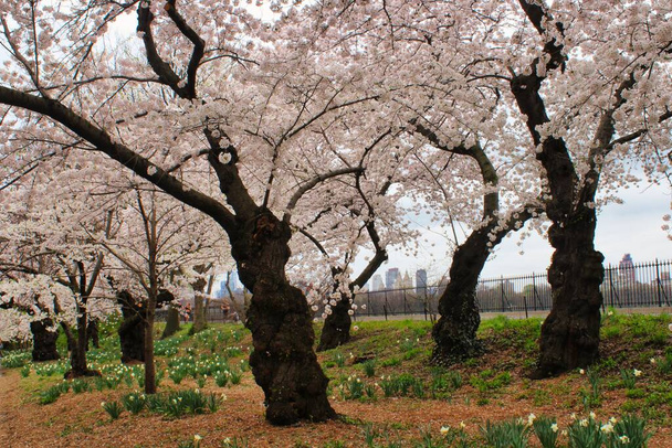 Almendros florecientes en el parque Central y en el fondo el horizonte de Nueva York
 - Foto, Imagen