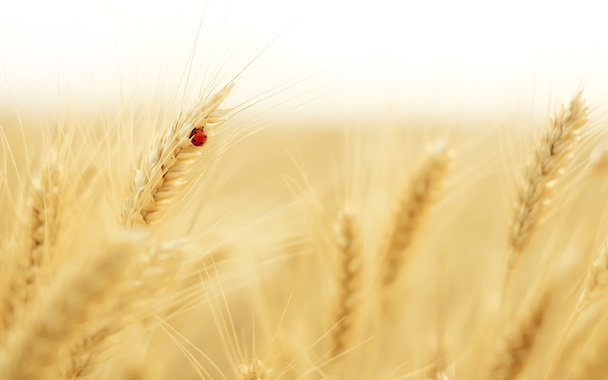 Campo di grano e coccinella
 - Foto, immagini