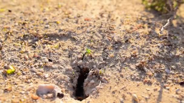 Przenoszenie mrówek z bliska na pustyni. Duży mrówka ciągnie duży zielony liść do domu. Duże i małe mrówki pracują na pustyni - Materiał filmowy, wideo