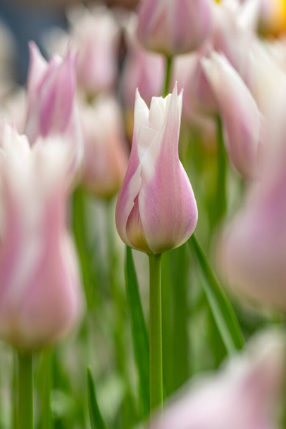 Detailní záběr šeříkový růžový tulipán s dalšími tulipány v pozadí za slunečného dne - Fotografie, Obrázek