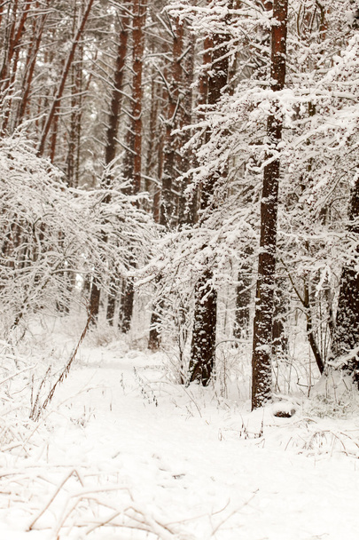 Winter forest - Foto, afbeelding