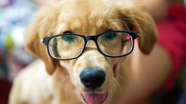 Gözlüklü bir golden retriever 'ın şirin mutlu, meraklı portresi, akıllı köpek kafası, en iyi insan arkadaşının yakın çekimi. - Fotoğraf, Görsel