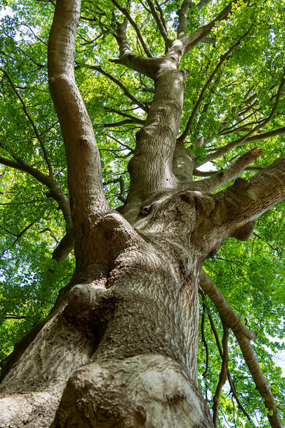 A lo largo de estos viejos nudos en el tronco del árbol se mira la copa del árbol con las hojas verdes frescas en el parque De Horsten en Wassenaar, Holanda
. - Foto, Imagen