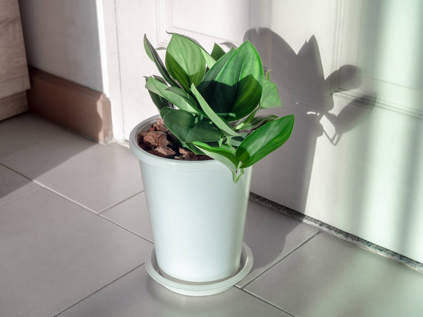 Зелений лист, очищаючі повітря рослини в білому пластиковому горщику на підлозі плитки в кімнаті
. - Фото, зображення