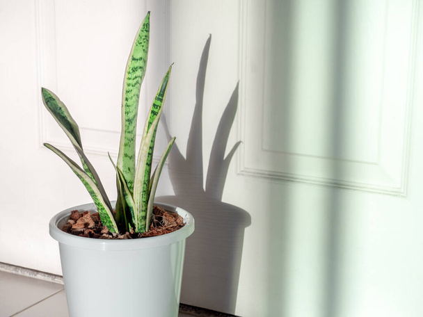 Green leaf, air purifying plants in white plastic pot on tiles floor in the room with copy space. - Photo, Image