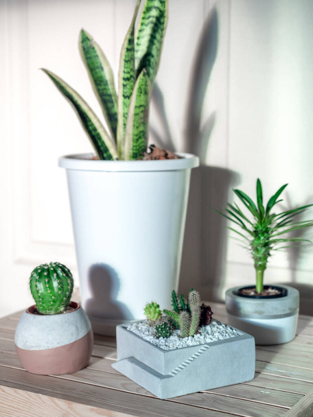 Green leaves, cactus and succulent plants in concrete pots on wooden table in the room, vertical style. - Photo, Image