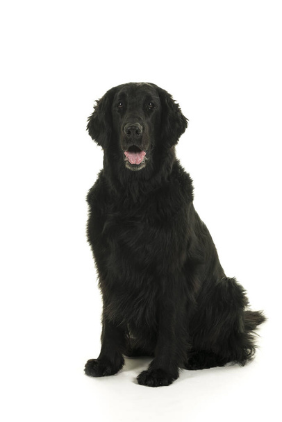 Černý flatcoated retrívr pes studio shot plný tělo - Fotografie, Obrázek