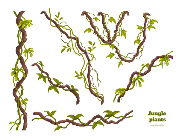 Eristetyt viidakon kasvit asetettu. Suunnitteluelementit. Lianan oksa. Trooppinen metsä puita sarjakuva tyyliin. Sademetsien pensas valkoisella pohjalla
 - Vektori, kuva