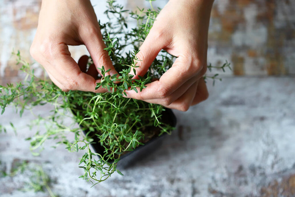 Women's hands are holding the branch of thyme in a pot. Fragrant herbs grow in a pot. Selective focus. Macro. - Photo, Image