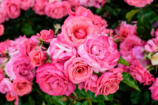 Grand buisson vert avec des roses roses vives fraîches et des feuilles vertes dans un jardin par une journée d'été ensoleillée, beau fond floral en plein air photographié avec un accent doux - Photo, image