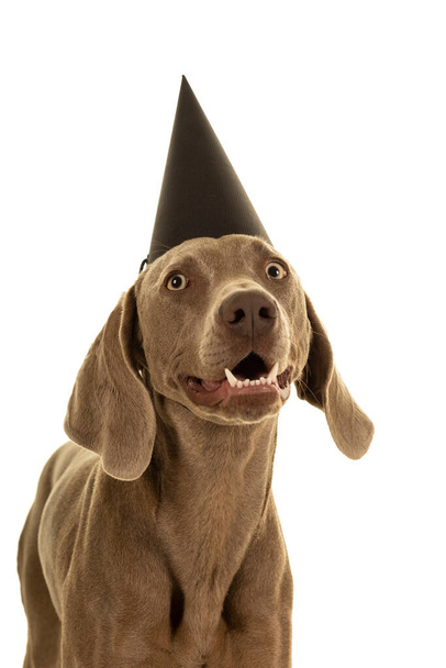 Funny cute young weimaraner dog head wearing a party hat looking at the camera isolated in white - Fotografie, Obrázek