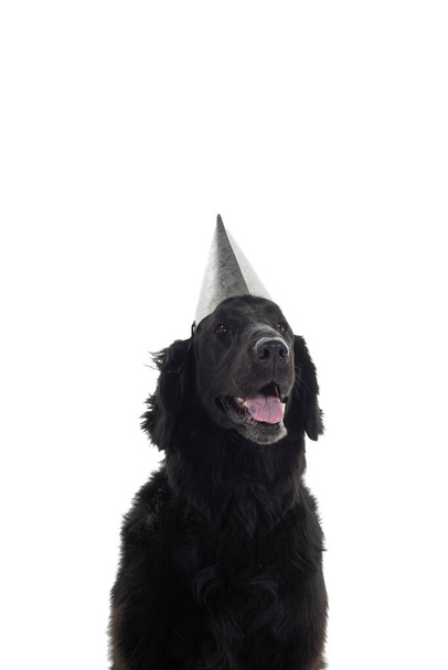 Portret głowy czarnego, pokrytego płaszczem psa-retrievera noszącego urodzinowy kapelusz odizolowany na białym tle - Zdjęcie, obraz