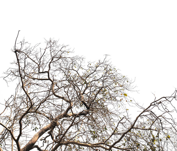 sylwetka drzewo martwe gałęzie i suche liście na białym kolorze na tle Halloween. - Zdjęcie, obraz