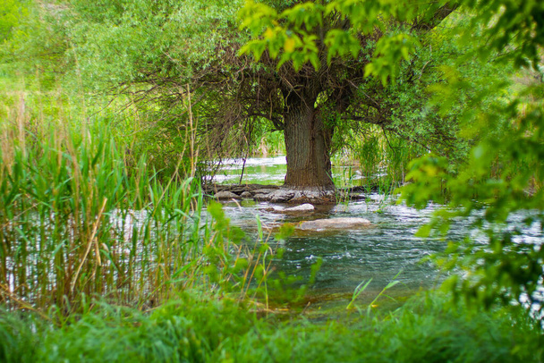 Foto de verano de un árbol creciendo en medio del río
 - Foto, imagen