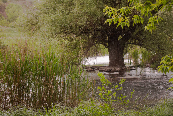 Un arbre poussant au milieu de la rivière sous la pluie
 - Photo, image