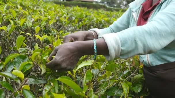 A nő karjai zöld bokrokból szüretelnek teát a farmon. A helyi munkás női kezei friss leveleket szednek az ültetvényen. Az indiai farmer lombozatot gyűjt buja bokrokból. Mezőgazdasági koncepció. Lassú mozgás. - Felvétel, videó