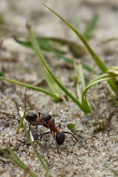 fourmi porte une autre fourmi
 - Photo, image