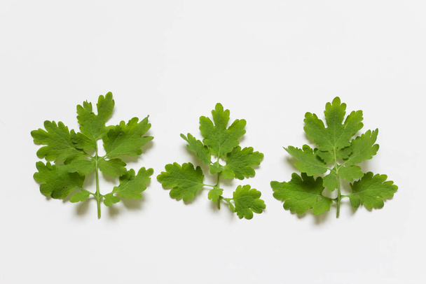 Flat lay with three forest plant leaves with complex rounded shape on white background. - Φωτογραφία, εικόνα