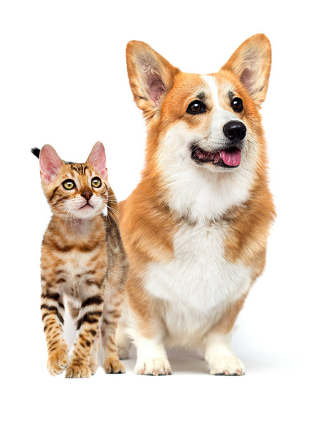 cat and dog walk together on a white background, welsh corgi pembroke - Zdjęcie, obraz
