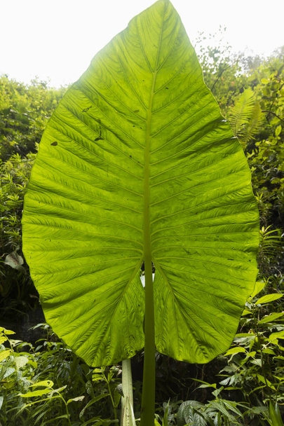 Огромный лист в форме сердца вида Colocasia esculenta растет на пути к знаменитому водопаду Севу
. - Фото, изображение