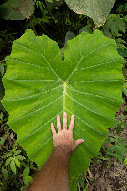Comparing my hand on a huge heart-shaped leaf of the Colocasia esculenta species, it grows on the way to the famous Sewu Falls. - Photo, Image
