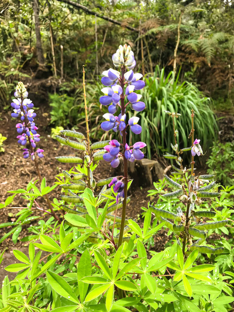 Lupine (Lupinus Succulentus), Flowers with Purple and Pink Petals in Medellin, Antioquia / Colombia - Фото, зображення