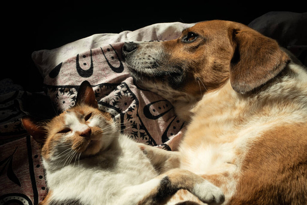 Cão bonito e gato estão refrigerando juntos na cama
 - Foto, Imagem