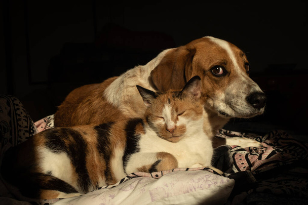 Roztomilý pes a kočka jsou spolu v posteli. - Fotografie, Obrázek
