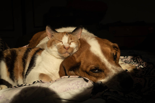 Lindo perro y gato se están enfriando juntos en la cama
 - Foto, Imagen