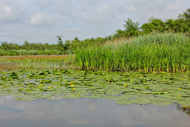 Yellow water-lily in summer of Churia river in the swamps of Kolkheti National Park. A lot of reeds. Nuphar lutea flowers. Panorama, wild view green landscape Georgia country. - Photo, Image