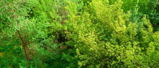 texture of spring deciduous forest panorama - Zdjęcie, obraz