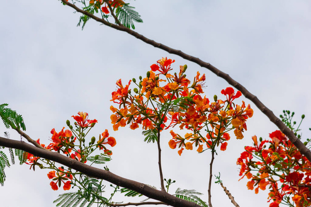 Delonix regia kukka varsi vihreä lehti taivaalla tausta - Valokuva, kuva