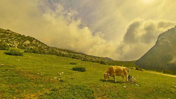 Vaca sobre una gran pradera verde - Foto, Imagen