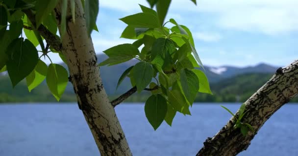 Boom bladeren op de achtergrond van bergen en meren, blauwe lucht prachtige natuur - Video