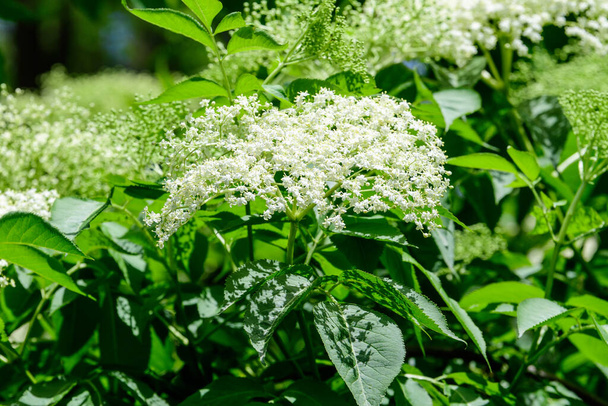 Πολλά λεπτά λευκά λουλούδια και πράσινα θολή φύλλα του δέντρου Sambucus, γνωστή ως γηραιότερο ή elderberry σε ένα ηλιόλουστο κήπο άνοιξη στη Σκωτία, όμορφη υπαίθρια floral φόντο - Φωτογραφία, εικόνα