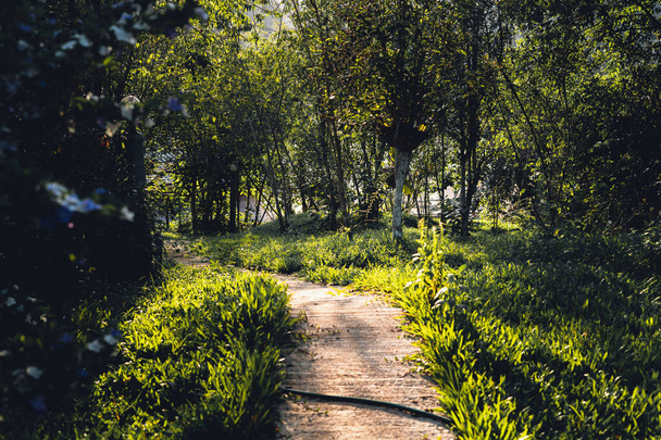 Садова доріжка з квітами і зеленою травою З вечірнім світлом
 - Фото, зображення