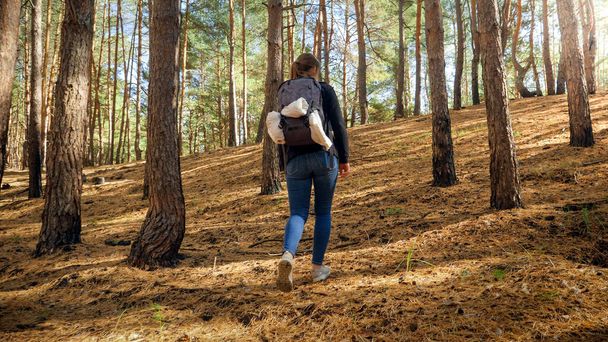 Achteraanzicht foto van vrouwelijke toerist met rugzak loopt de heuvel op in dennenbos - Foto, afbeelding