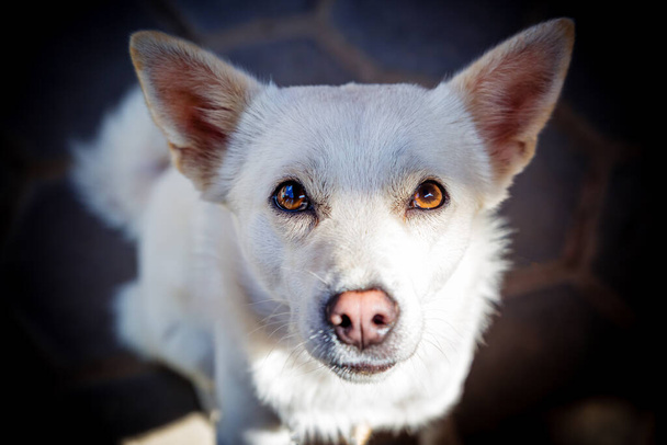 カメラにまっすぐに見てかわいい白い犬,野良犬,動物眼の接触,ペット犬 - 写真・画像